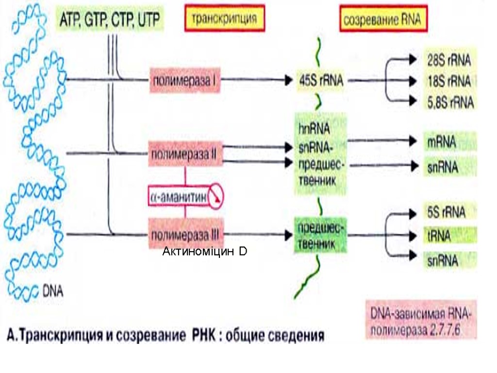 Актиноміцин D